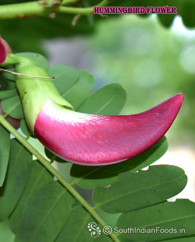 Agastya tree flower