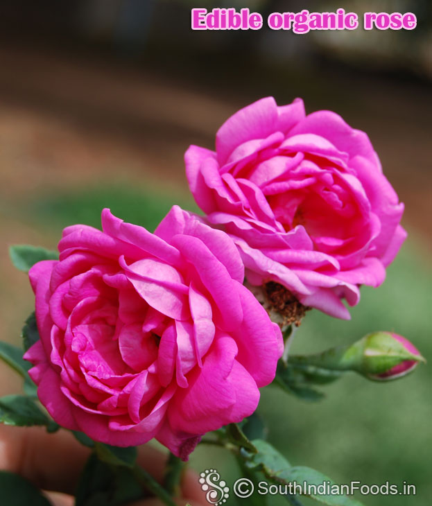 Edible organic rose