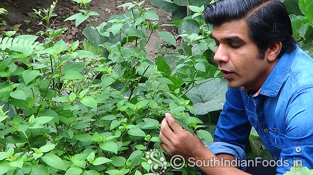 Manathakkali plant [organic farm]