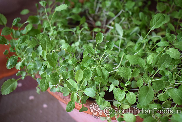 mustard greens
