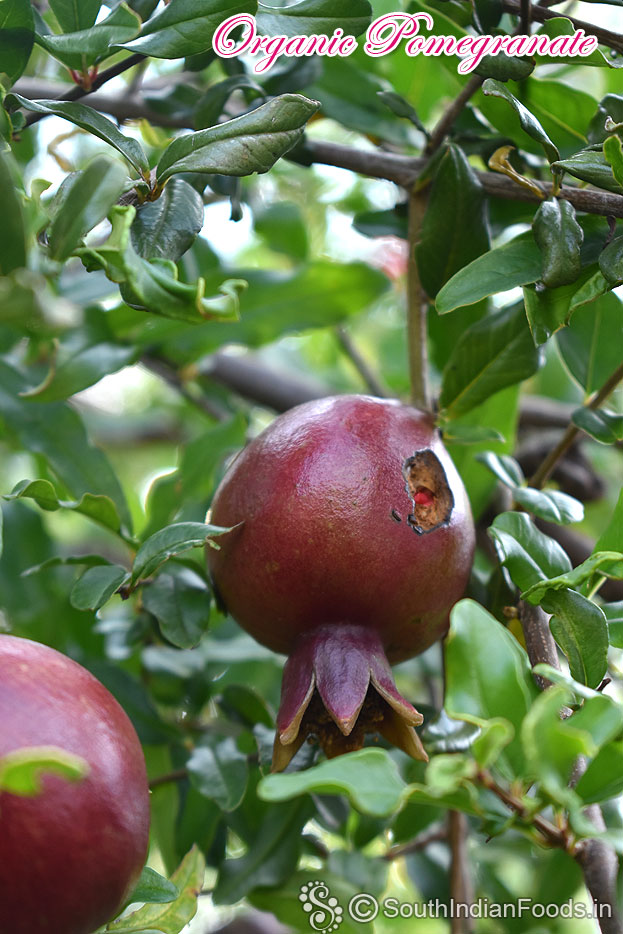 Organic pomegranate