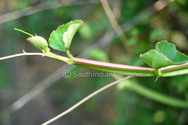 Pirandai - young and smooth stalk, perfect stage for cooking