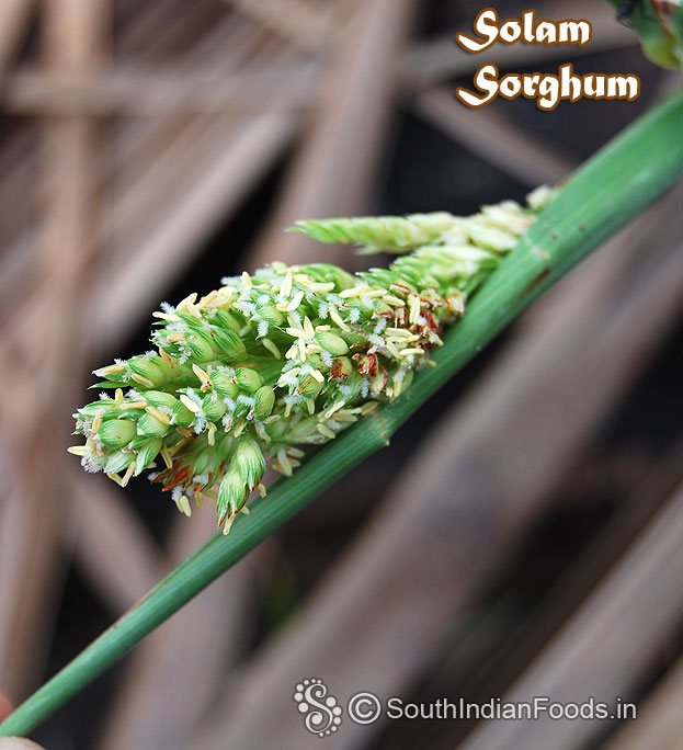 Solam / Sorghum