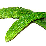 bitter gourd 